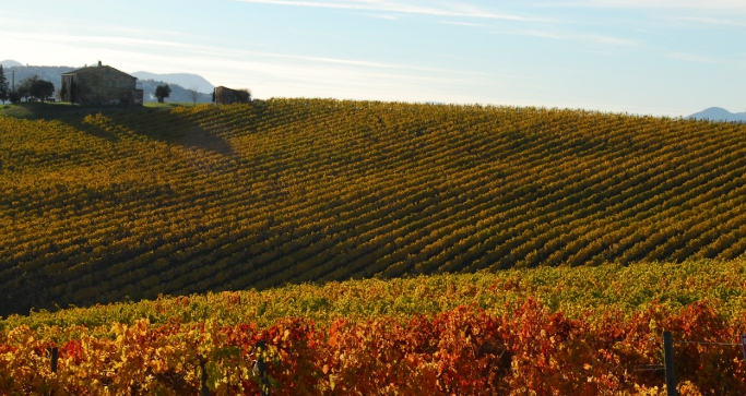 Riconversione e ristrutturazione vigneti: stanziati 17 milioni